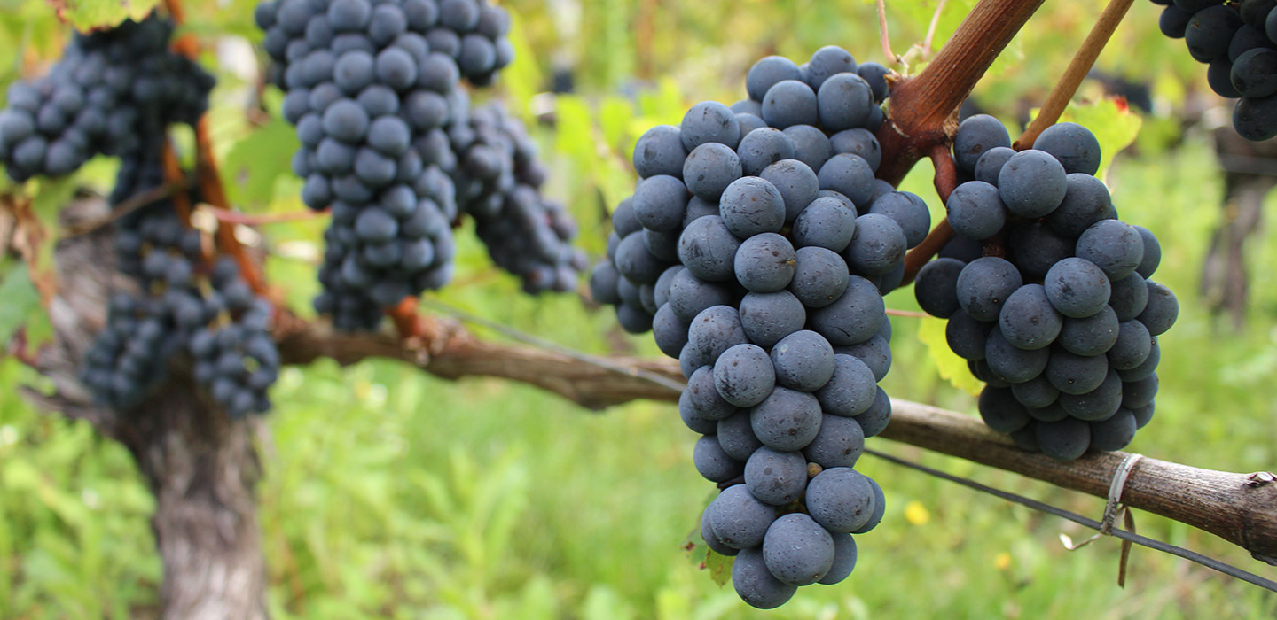 Grappes de raisin sur la vigne
