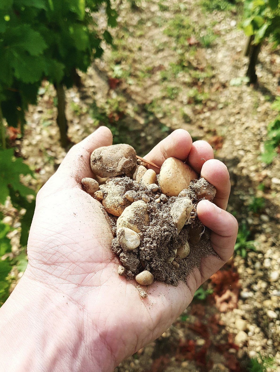Main tenant les pierres du terroir