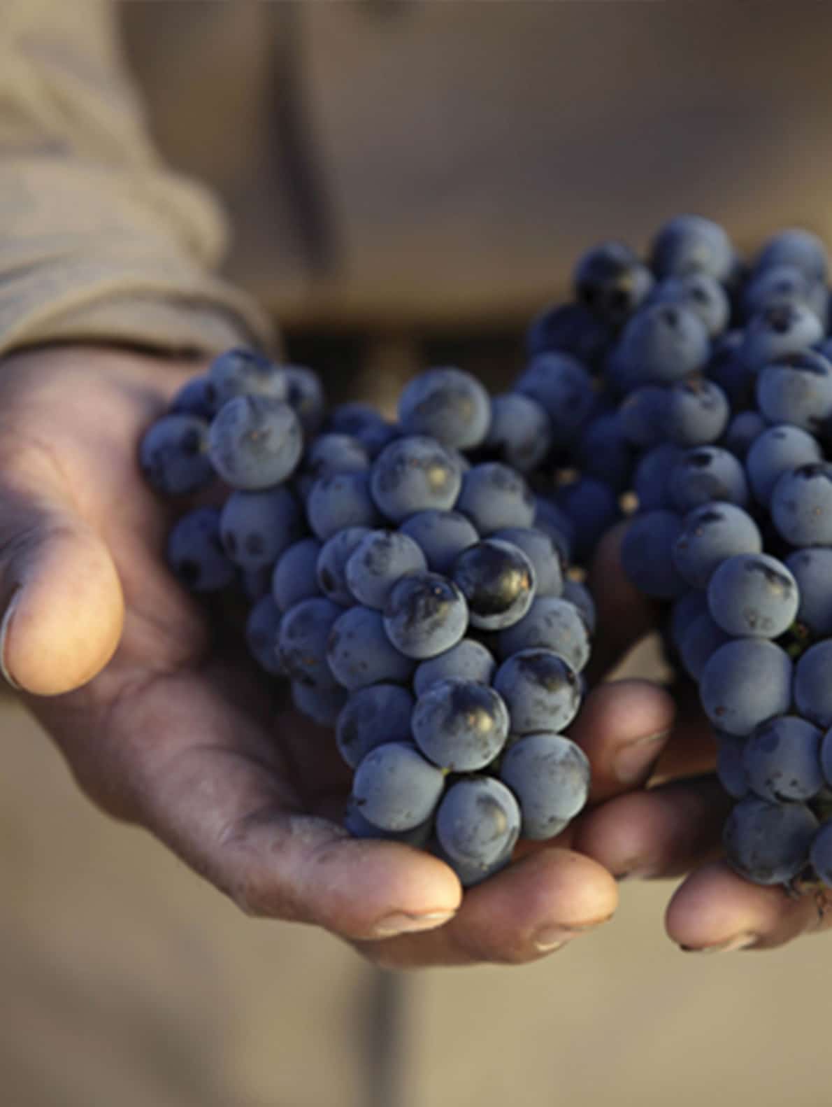 Grappe de raisin tenue dans la main