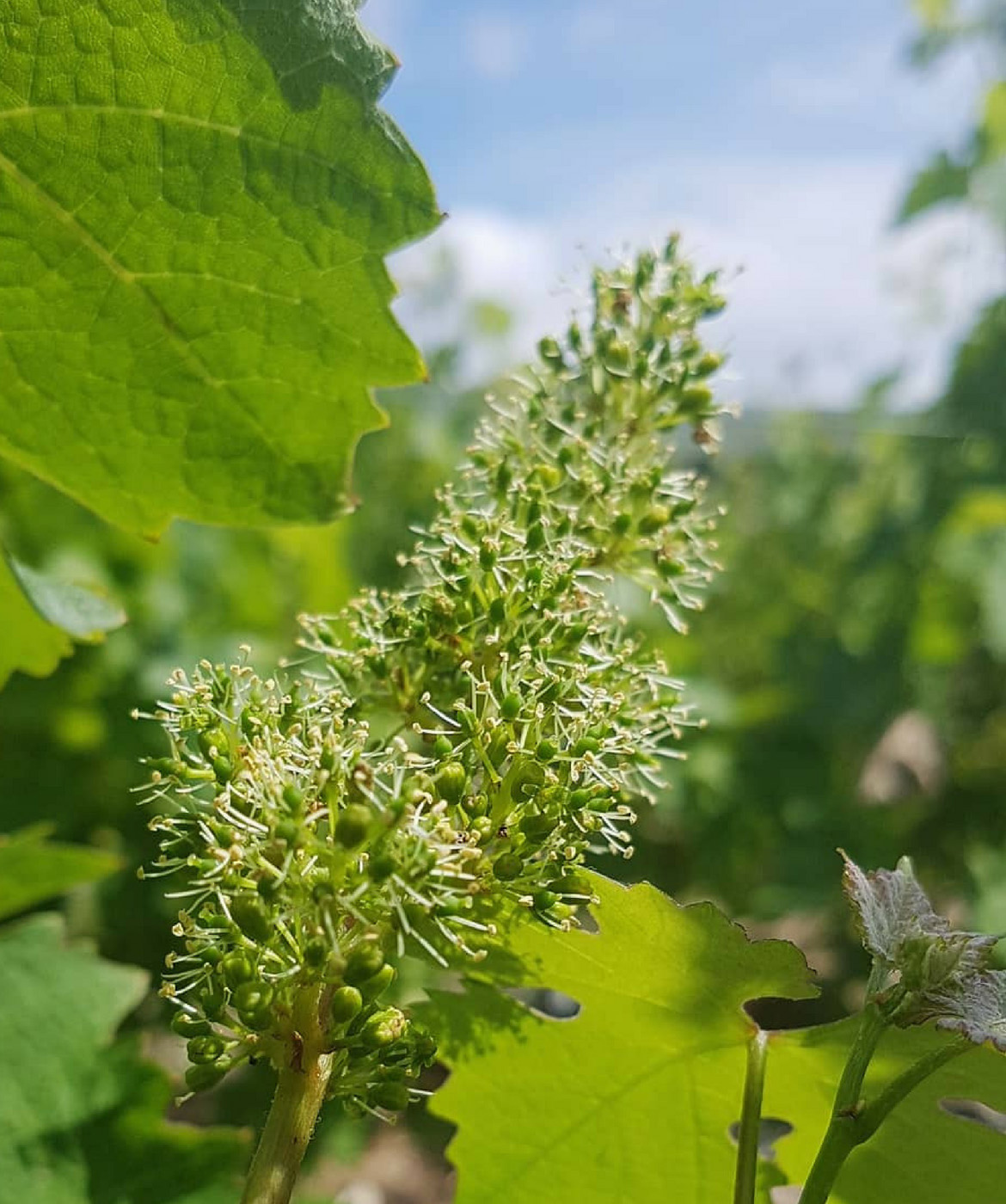 Jeune pousse de vigne dans les rangs