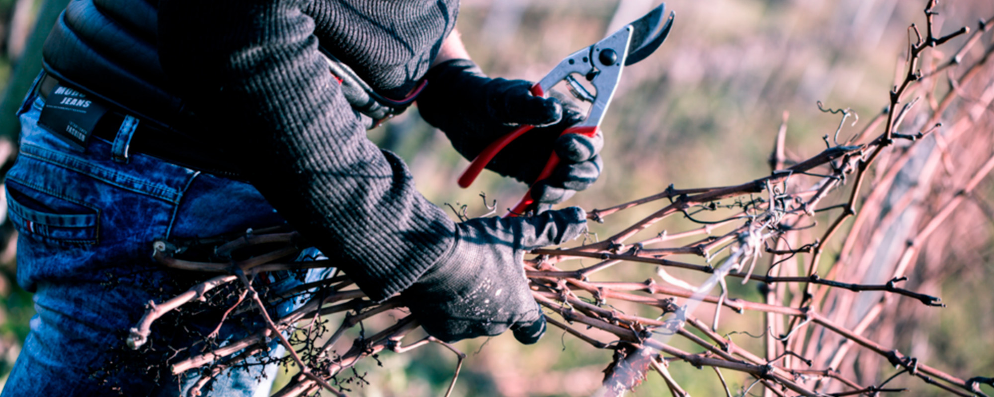 Travail de taille dans les vignes