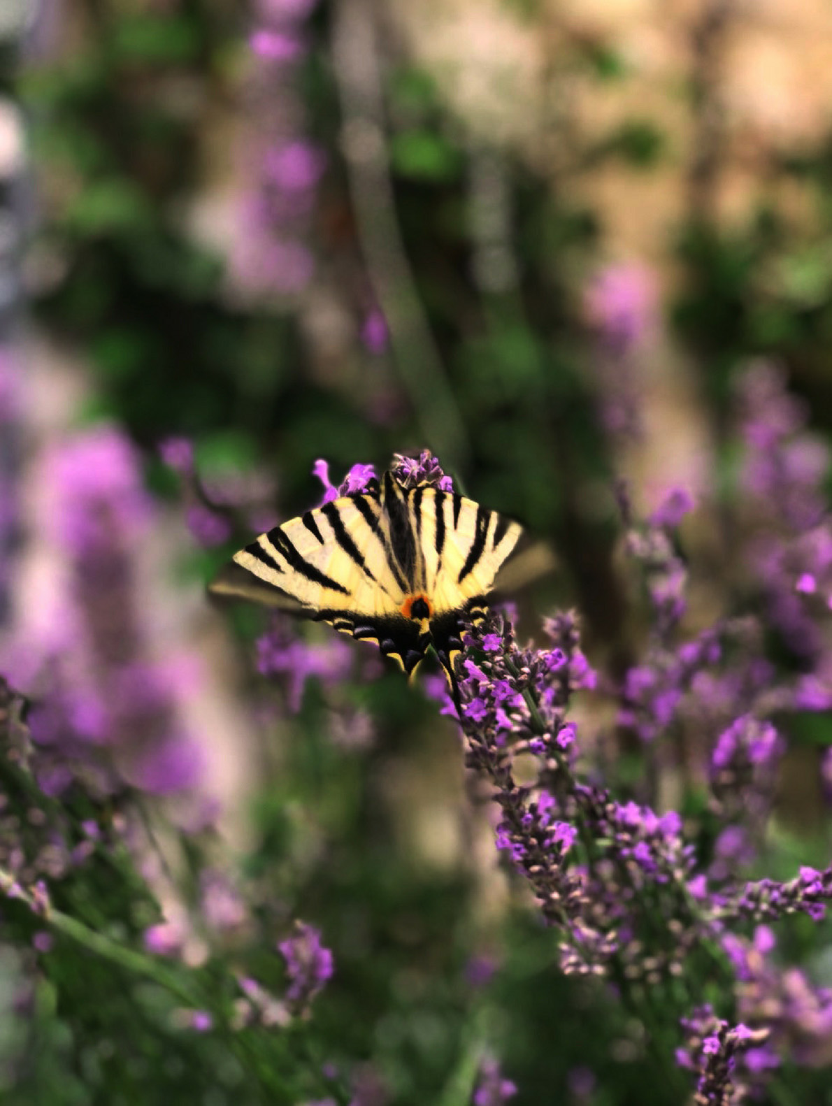 Papillon sur les fleurs sauvages du domaine